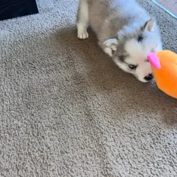 Charlie | image 4