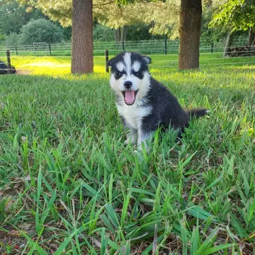 Talia | image 2