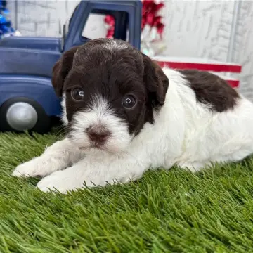 Finn