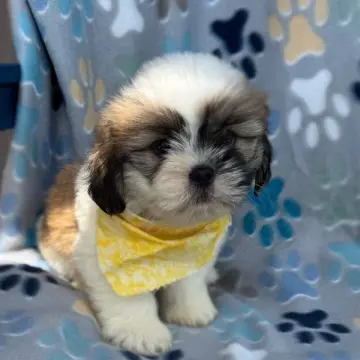 Gus | image 3