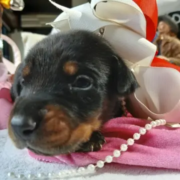 Luna Brielle | image 5