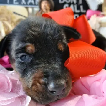 Nyla Storm | image 3