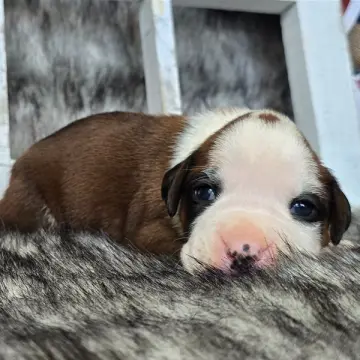 Jada | image 9
