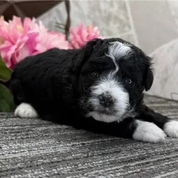 Zeus