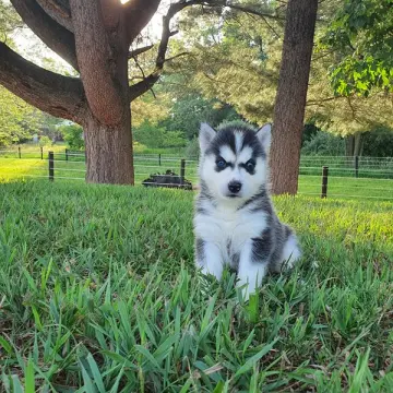 Tatum | image 6