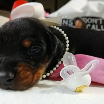 Luna Brielle | image 6