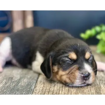 Willy | image 4