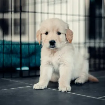 Test advertisement about - Charming Golden Retriever Puppies For Sale | image 4