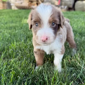 Gustavo