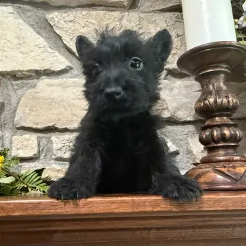 Bonnie