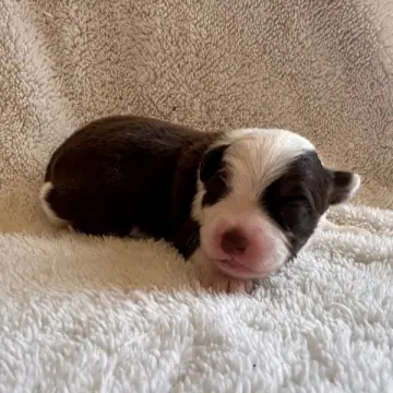 Foster | image 2