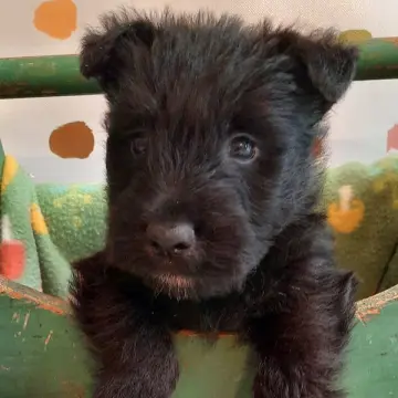 Otis | image 3