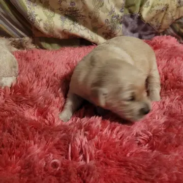 Sheba