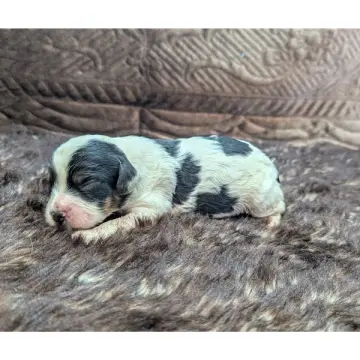 Derek | image 4