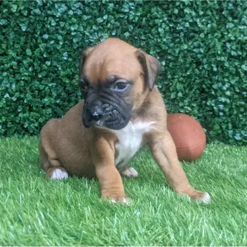 Patton | image 9