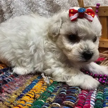 Koda | image 3