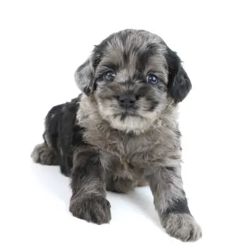 Hector | image 4