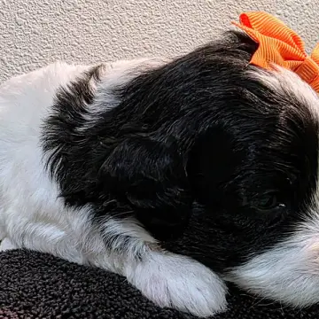 Dahlia | image 2