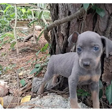 Dusty | image 3