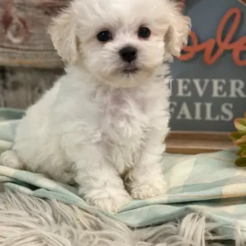 Leroy