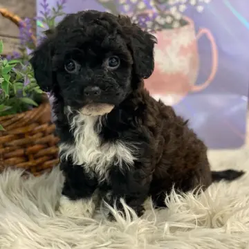 Leah | image 3