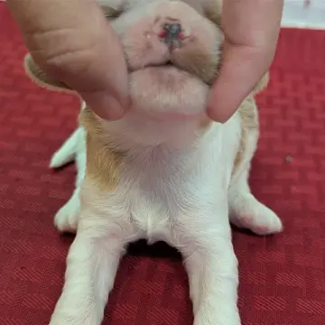 Lucky | image 4