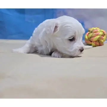 Hugo