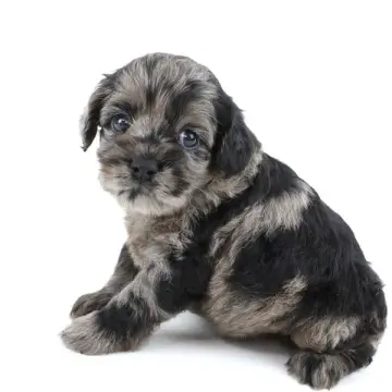 Hector | image 5