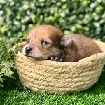 Mason