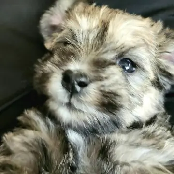 Anya