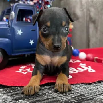 Enzo | image 2