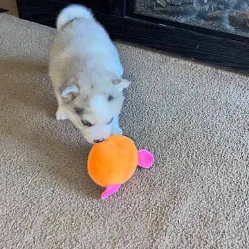 Charlie | image 3