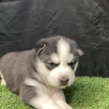 Captain | image 2