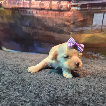 Penny