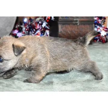 Freya | image 5