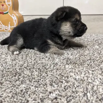 Chica | image 4