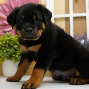 Karter | image 6