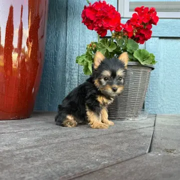 Lucas