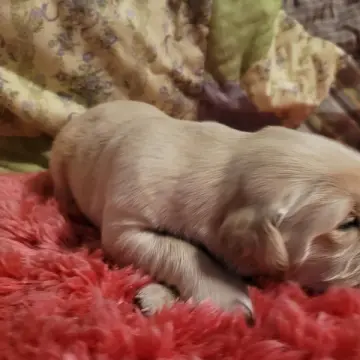 Sam