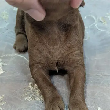 Dylan