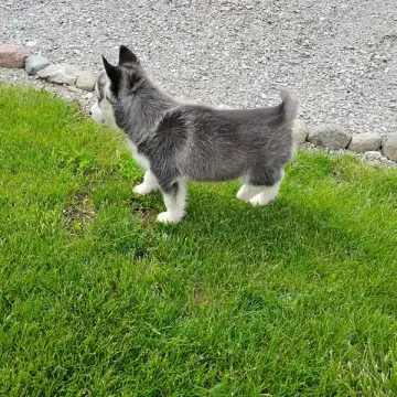 Bonnie | image 3