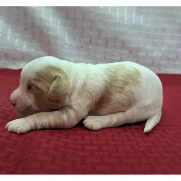 Lucky | image 2