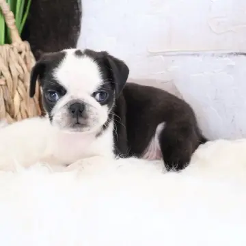 Norman | image 3