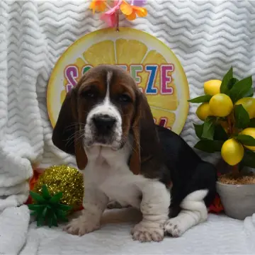 Daisy | image 4