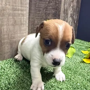 Zippy | image 2