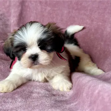 Junebug | image 2
