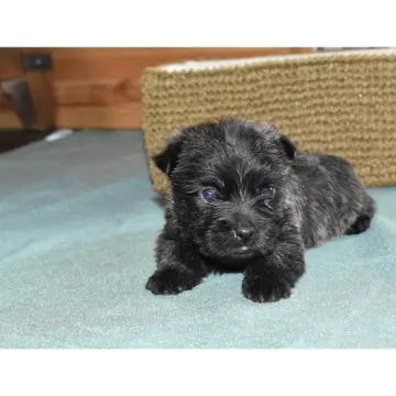 Freya