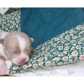Finn | image 7