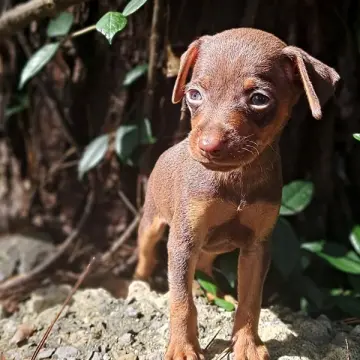 Buster Brown | image 3