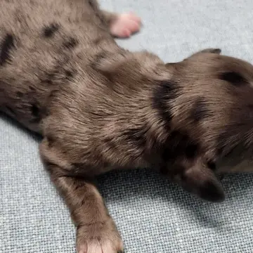 Mousse